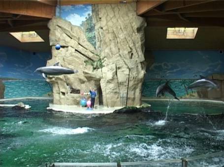 Zoo Duisburg : Im Delphinarium die Delphin-Show